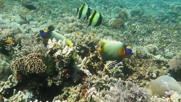 蓝脸或黄脸神仙鱼游过珊瑚