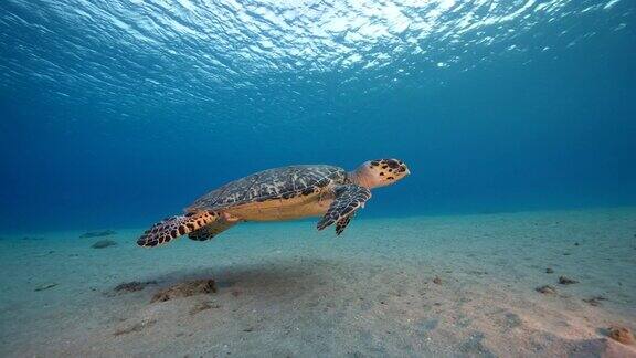 在加勒比海珊瑚礁中的玳瑁海龟