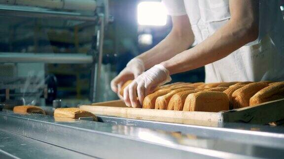 面包店包装线工人把面包、面包放到传送带上