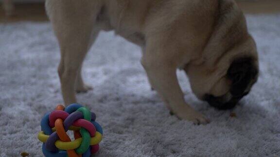 可爱的哈巴狗和他的玩具4k