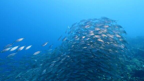 海景与学校大眼睛鲭鱼在珊瑚礁的加勒比海