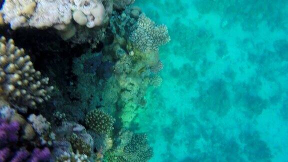 鱼在透明的水里在珊瑚间游泳