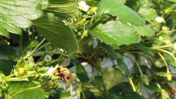 大黄蜂为草莓花授粉的慢镜头