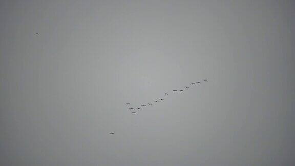 雨后一群或一群候鸟在多云的天空下沿着海岸飞过大海慢动作