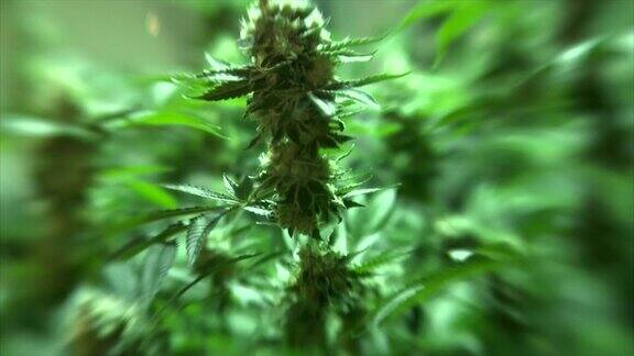 对毒品的战争大麻植物