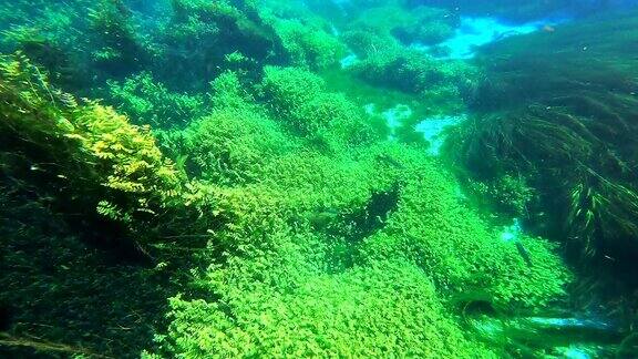 海藻和水下植物在绿色多叶的海草草地