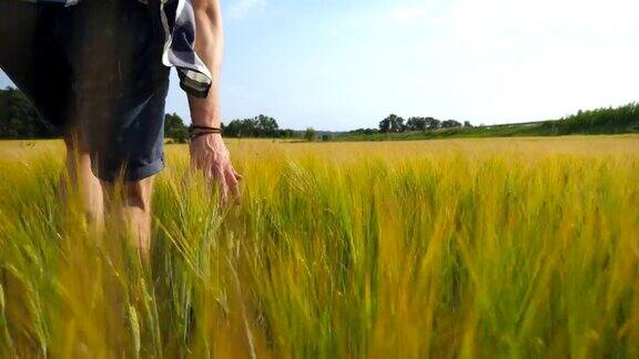 男人的手在田里移动着小麦绿草如茵的草地夏日里人们用手抚摸着种子一个家伙穿过麦田近距离