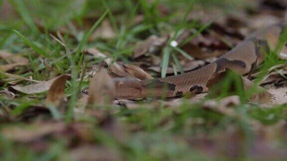 一条铜头蛇在草丛中滑行中途停下来