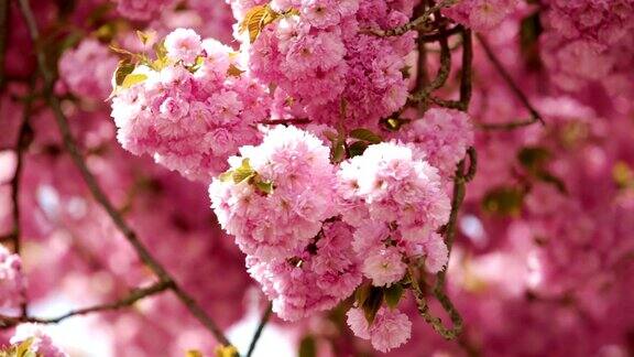 盛开的樱桃树在风中起舞