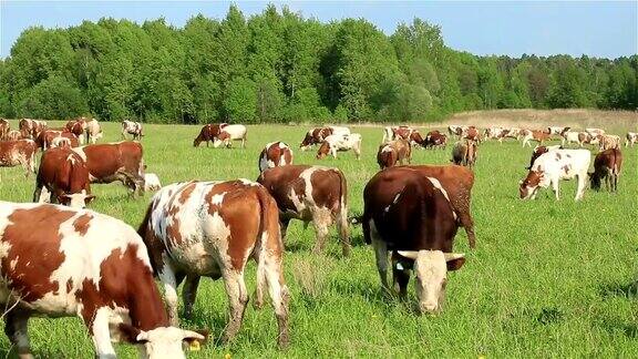 夏天一群奶牛在绿色的草地上吃草