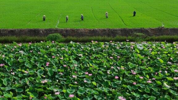 航拍视频显示龙安省湄公河三角洲农民在荷花田旁种植水稻