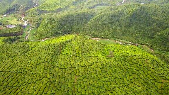 马来西亚彭亨州卡梅隆高地茶园鸟瞰图