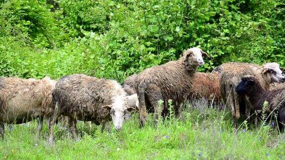 羊在高原上放牧