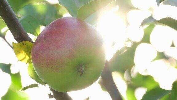一个漂亮成熟的苹果挂在树枝上它在阳光下红苹果