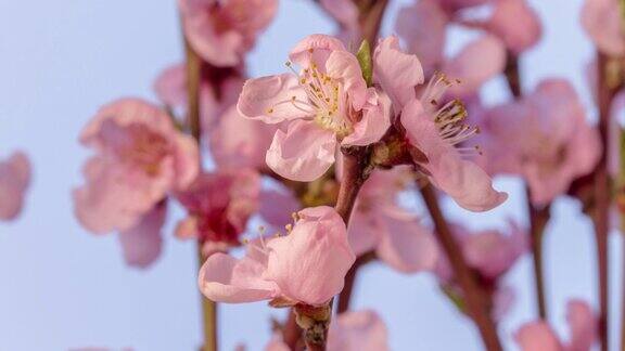 桃花旋转和盛开在一个水平格式时间流逝4k视频桃树在春天开花的录像