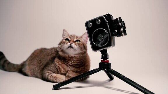 复古相机猫坐在复古相机附近