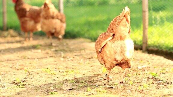 农场散养母鸡