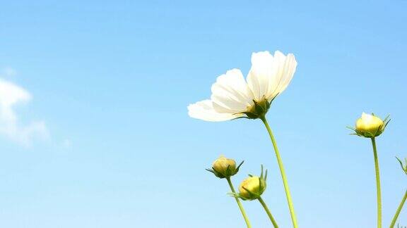 白色宇宙花盛开在花园背景和蓝天