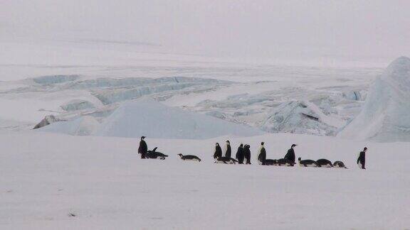 有企鹅群的南极景观