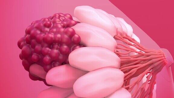 乳腺癌乳房解剖学生长中的肿瘤在乳房细胞中形成的癌症