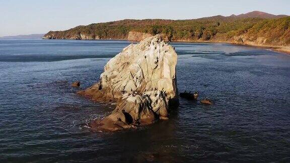 一群鸬鹚在日本海的岩石上休息