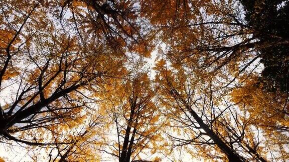 低角度观看金色的银杏叶树在阳光明媚的秋日旋转拍摄4kb卷循环镜头秋天
