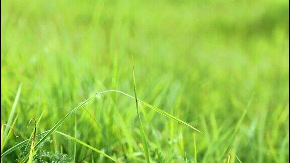 绿草特写草在风中摇曳长满草的绿色草坪草地透视下的草地