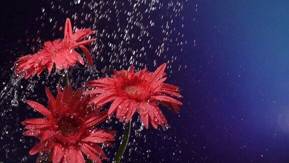 超级慢镜头:雨中的雏菊花蓝色背景