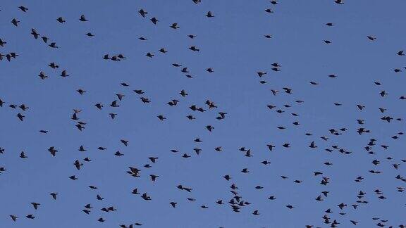 巨大的鸟群在天空中缓慢地飞翔