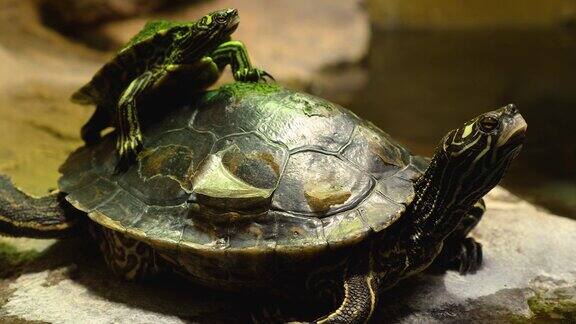 水龟
