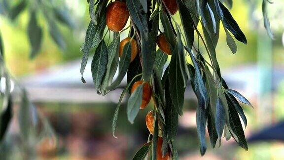 橄榄树和成熟的果实在树枝上