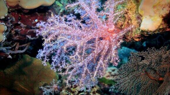 软珊瑚FS+珊瑚礁斯密兰岛