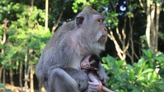 印度尼西亚巴厘岛乌布的猴子家庭