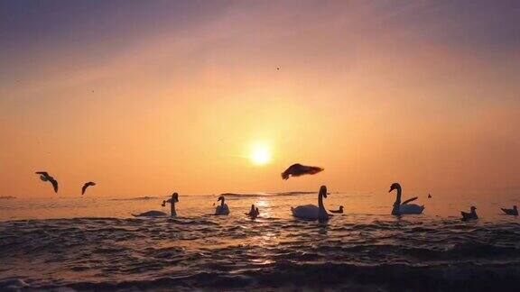 海滩上的日出、天鹅、鸭子和海鸥