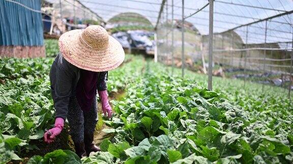 亚洲女农民在温室中收获羽衣甘蓝植物