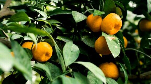 橘子在树上
