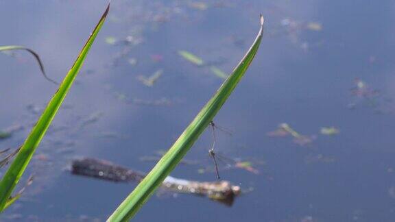 蜻蜓在湖边飞翔