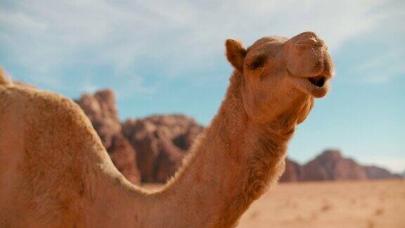 近距离拍摄的单骆驼转头在瓦迪拉姆沙漠在约旦亚洲