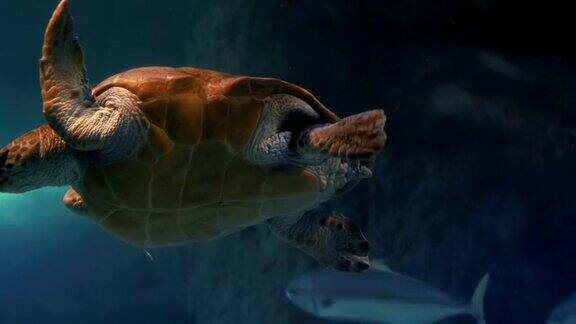 在水族馆里游泳的海龟