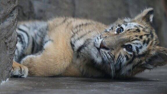 睡意朦胧的老虎宝宝躺在地上疲惫的表情美丽而危险的动物4K视频慢镜头