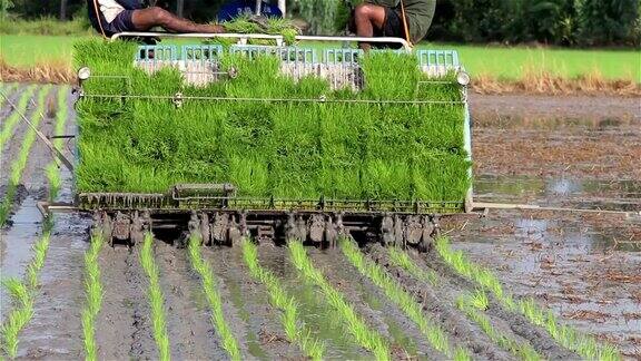 在泰国由工人和机器移植秧苗种植