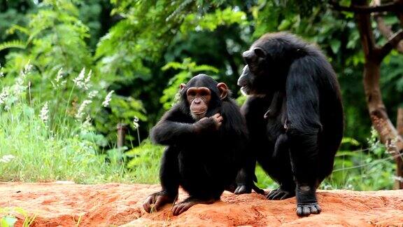 丛林中的黑猩猩一家