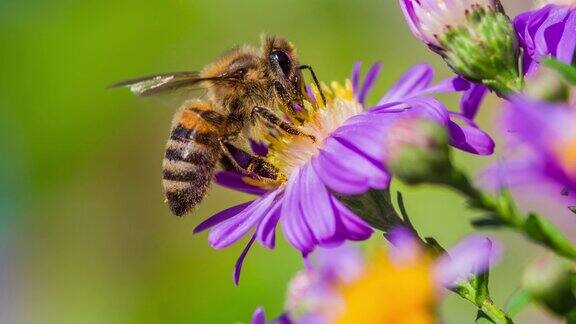 蜜蜂收集花粉
