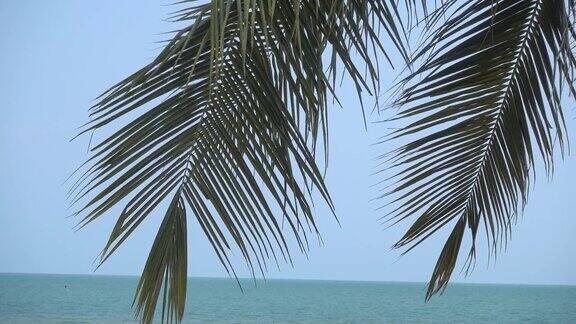 美丽的棕榈树在热带海滩和海洋