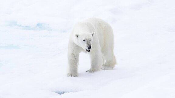 在北极行走的北极熊