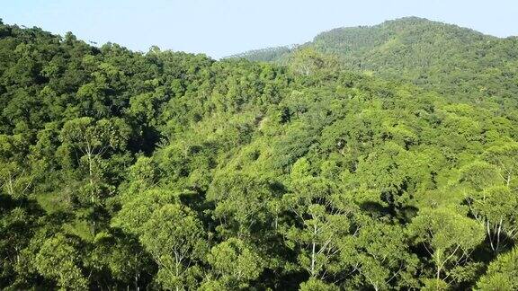 巴西亚马逊热带雨林夏季绿树的无人机鸟瞰图