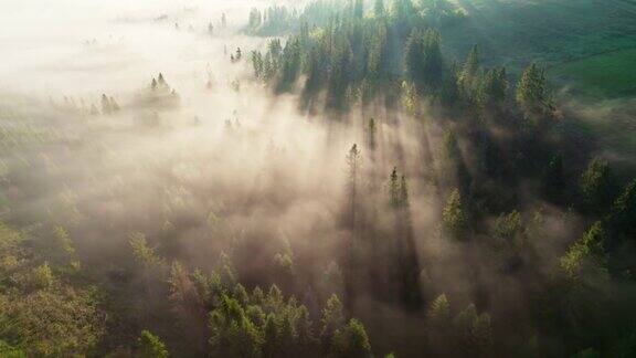 森林在早晨的阳光下有雾空中拍摄的阳光穿过树木形成阳光高质量的4K超高清