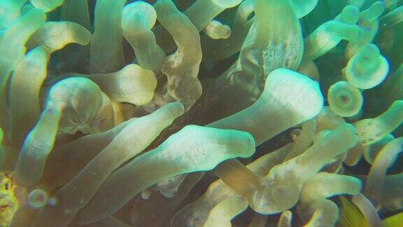 珊瑚礁上的小丑海葵鱼