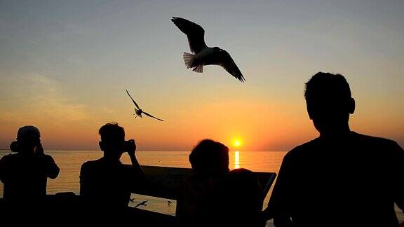 日落时分海港上海鸥、海鸥和海鸥的身影