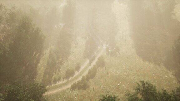 雾蒙蒙的落叶林里的土路